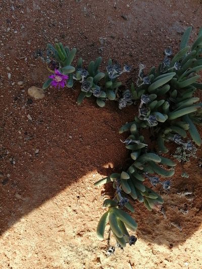 Antimima solida, photographed by sharndreheuvel