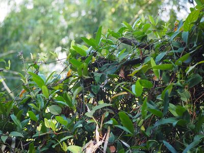 Tetrastigma formosanum, photographed by 葉子