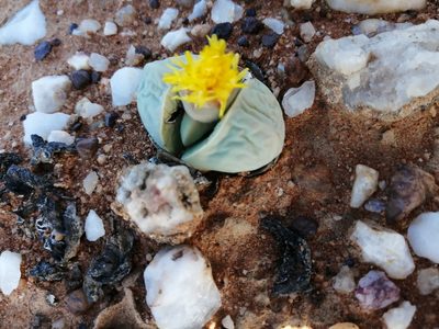 Argyroderma delaetii, photographed by sharndreheuvel