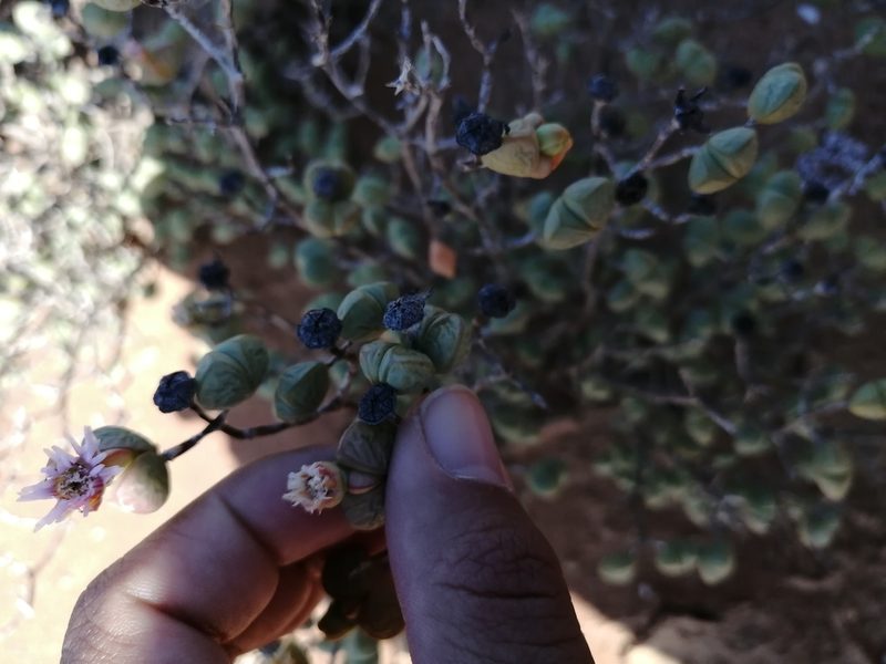 Ruschia stricta, photographed by sharndreheuvel