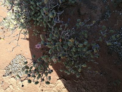 Ruschia stricta, photographed by sharndreheuvel