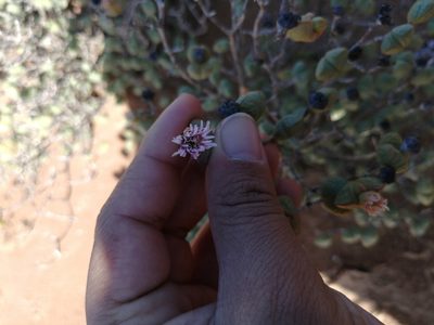 Ruschia stricta, photographed by sharndreheuvel