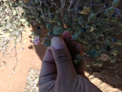 Ruschia stricta, photographed by sharndreheuvel