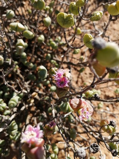 Ruschia stricta, photographed by sharndreheuvel