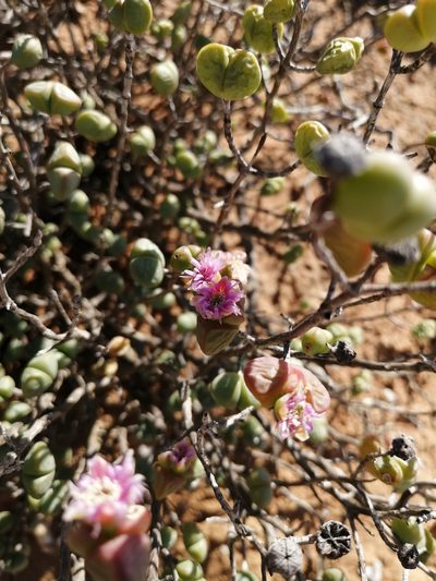 Ruschia stricta, photographed by sharndreheuvel