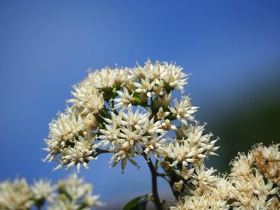 Gymnanthemum amygdalinum, photographed by 葉子