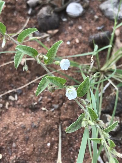 Seddera suffruticosa, photographed by rosshawkins