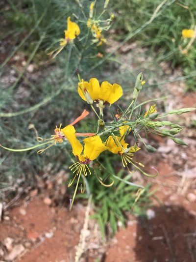 Cleome angustifolia, photographed by rosshawkins