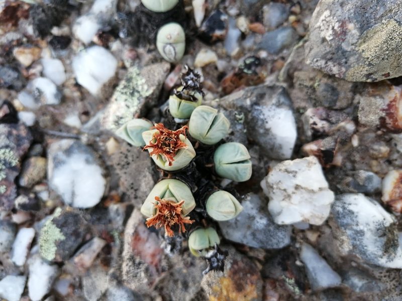 Antimima dualis, photographed by sharndreheuvel