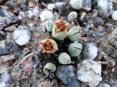 Antimima dualis, photographed by sharndreheuvel