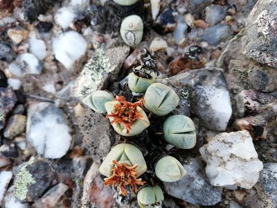 Antimima dualis, photographed by sharndreheuvel