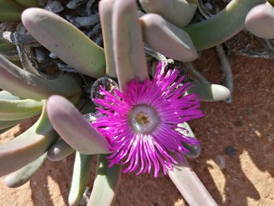 Argyroderma fissum, photographed by sharndreheuvel