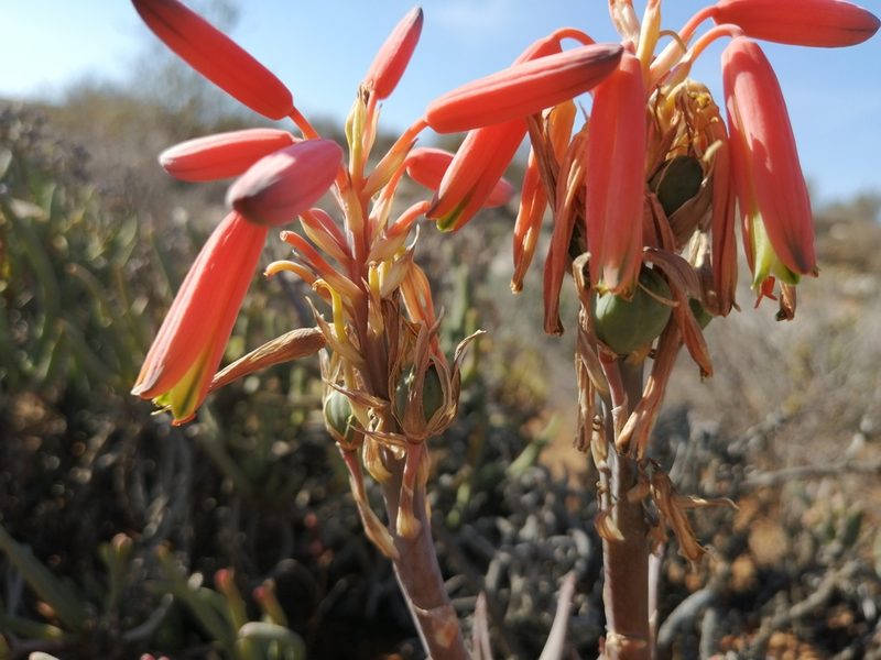 Aloe krapohliana, photographed by sharndreheuvel