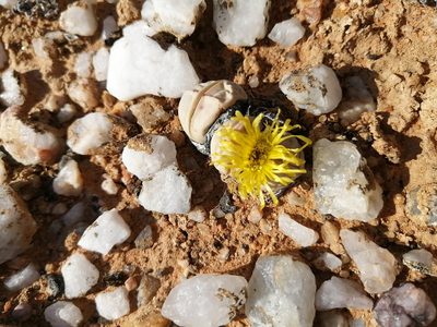 Argyroderma delaetii, photographed by sharndreheuvel