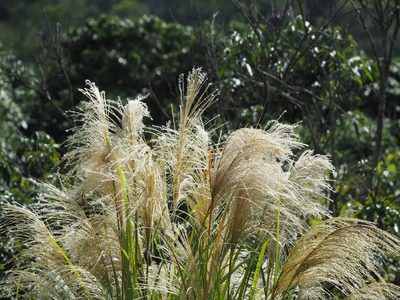 Miscanthus sinensis, photographed by 葉子