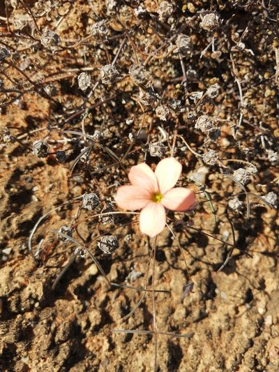 Oxalis gracilis, photographed by sharndreheuvel