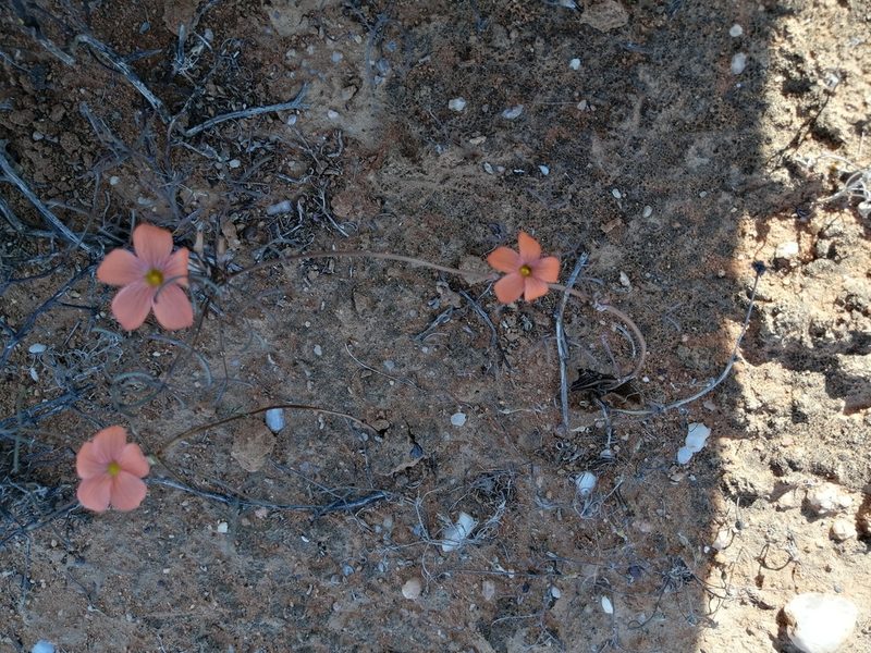 Oxalis gracilis, photographed by sharndreheuvel