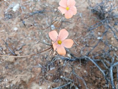 Oxalis gracilis, photographed by sharndreheuvel