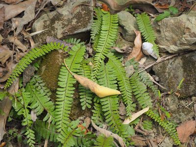 Adiantum caudatum, photographed by 葉子
