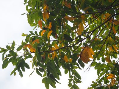 Sapindus mukorossi, photographed by 葉子