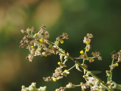 Blumea sinuata, photographed by 葉子