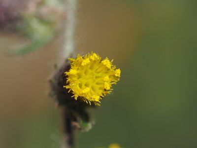 Blumea sinuata, photographed by 葉子