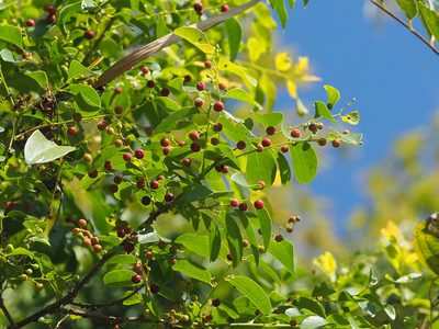 Breynia vitis-idaea, photographed by 葉子