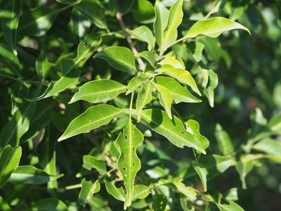 Fraxinus griffithii, photographed by 葉子