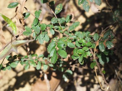 Ulmus parvifolia, photographed by 葉子