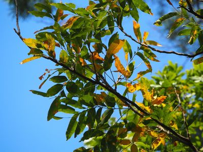 Sapindus mukorossi, photographed by 葉子