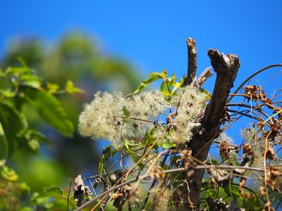 Clematis grata, photographed by 葉子