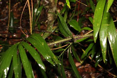 Calamus muelleri, photographed by Greg Tasney