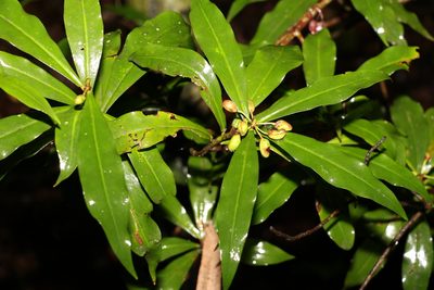 Tasmannia insipida, photographed by Greg Tasney