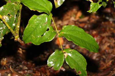 Ripogonum elseyanum, photographed by Greg Tasney