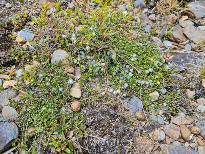 Coprosma brunnea, photographed by gnapp