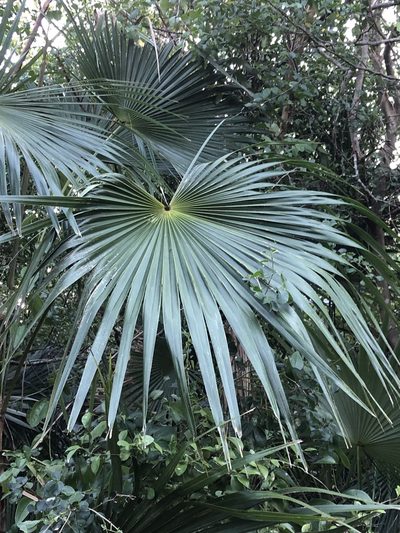 Coccothrinax alta, photographed by Brooke Smith