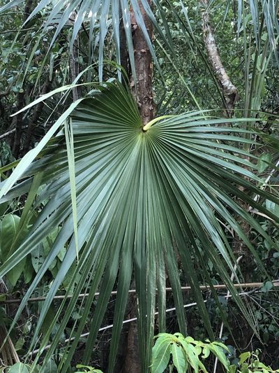 Coccothrinax alta, photographed by Brooke Smith