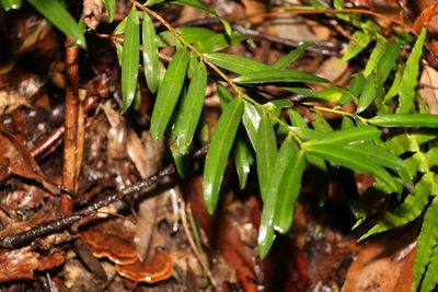 Podocarpus elatus, photographed by Greg Tasney