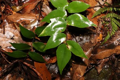 Pellaea paradoxa, photographed by Greg Tasney