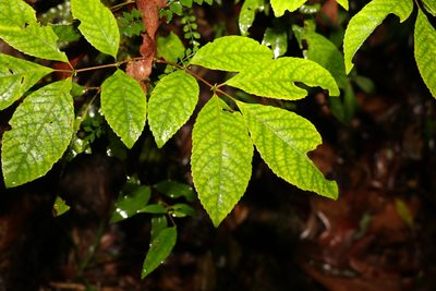 Ackama paniculosa, photographed by Greg Tasney