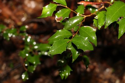 Scolopia braunii, photographed by Greg Tasney