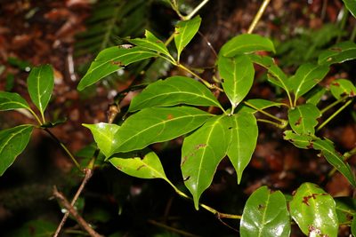 Apocissus sterculiifolia, photographed by Greg Tasney