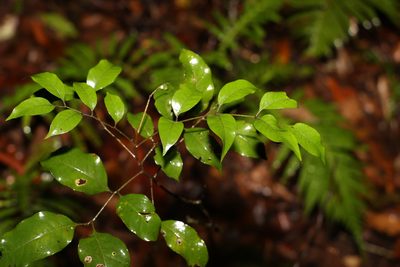 Sarcopteryx stipata, photographed by Greg Tasney