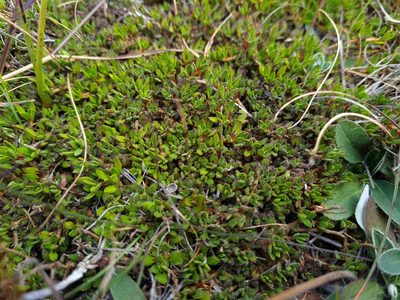 Coprosma atropurpurea, photographed by gnapp