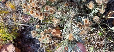 Achyranthemum paniculatum, photographed by Eugene Hahndiek