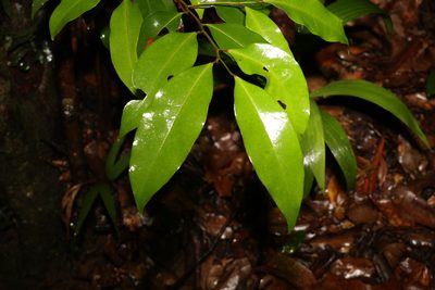 Cryptocarya glaucescens, photographed by Greg Tasney
