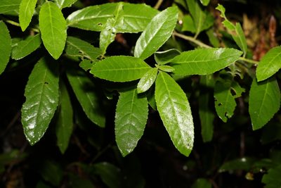 Claoxylon australe, photographed by Greg Tasney
