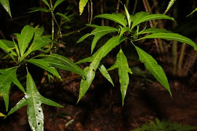 Solanum aviculare, photographed by Greg Tasney