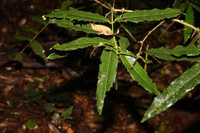 Syzygium ingens, photographed by Greg Tasney