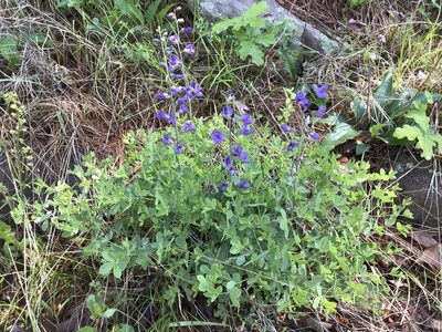 Baptisia aberrans, photographed by Alan Weakley